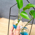Soliflore Boule Suspendue Encadrement Maison - Vignette | Vase Cute