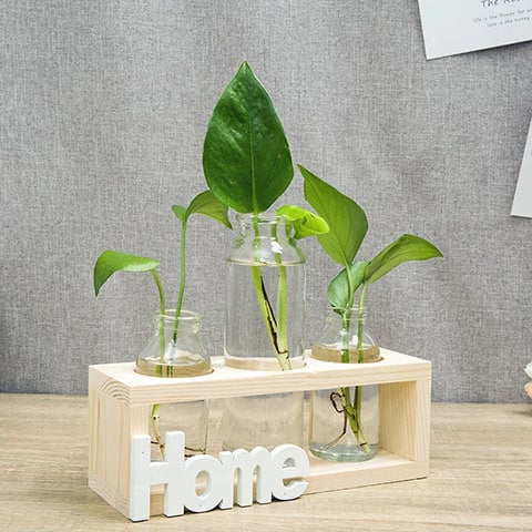 Soliflore cadre home modèle bois présentation avec plantes hydroponiques.