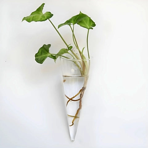 Soliflore Cornet Mural Hydroponique en Verre présentation accroché au mur avec plantes vertes