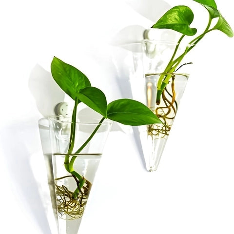 Soliflore Cornet Mural Hydroponique en Verre présentation de deux pièces accrochées au mur avec plantes vertes