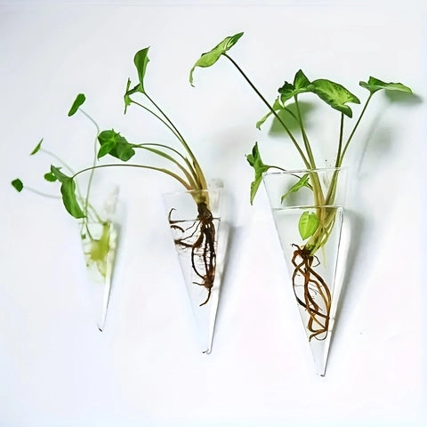Soliflore Cornet Mural Hydroponique en Verre présentation de plusieurs pièces accrochées au mur avec plantes vertes