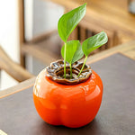 Soliflore Forme Kaki Fruit Exotique - Vignette | Vase Cute