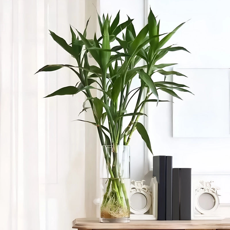 Vase Cylindrique Décoratif en Verre présentation du modèle A 25cm avec plantes sur un meuble.