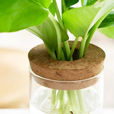 Vase Soliflore Transparent Bouchon Liège en Verre et Liège détails du col.