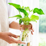 Vase Soliflore Transparent Bouchon Liège - Vignette | Vase Cute