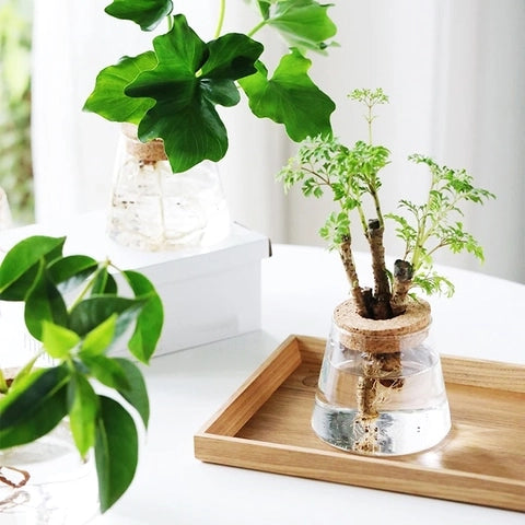 Vase Soliflore Transparent Bouchon Liège présentation de deux modèles trapèze avec plantes vertes sur une table.