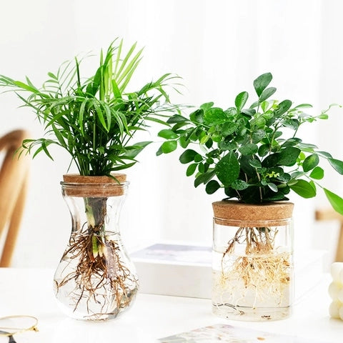 Vase Soliflore Transparent Bouchon Liège en Verre et Liège présentation des modèles gourde et cylindre sur une table avec plantes vertes.