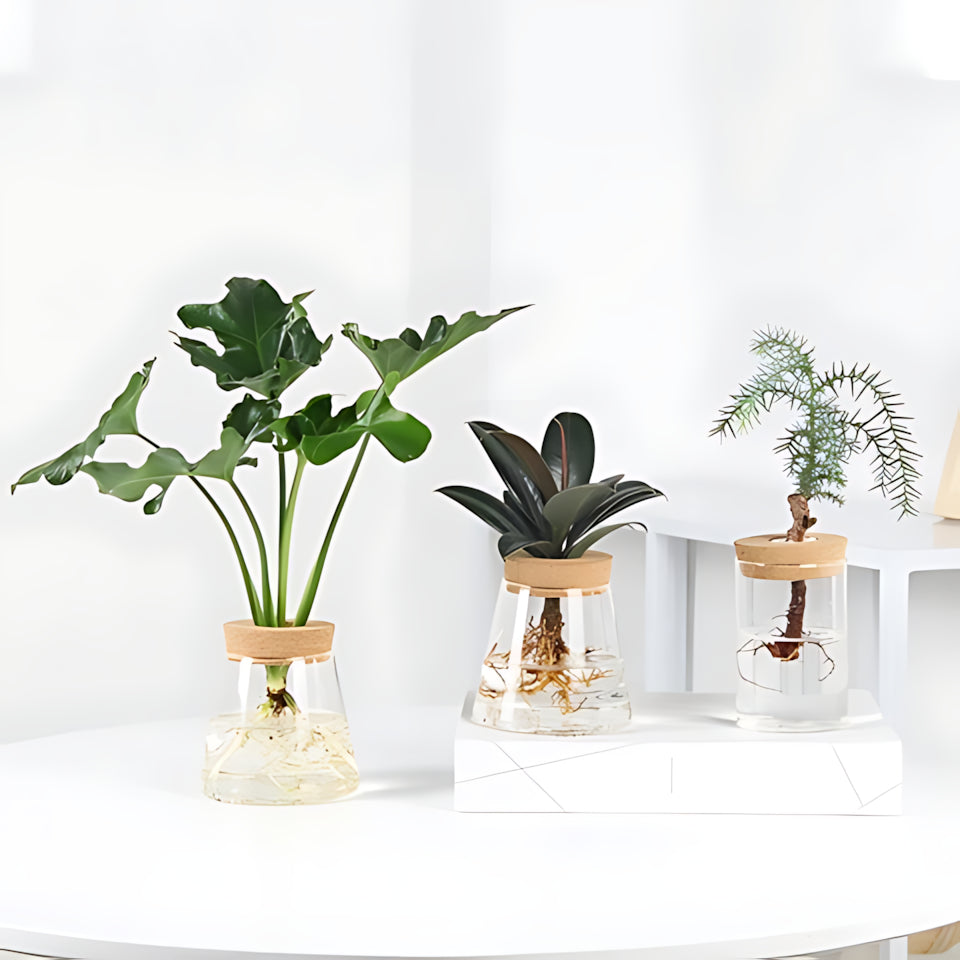 Présentation de plusieurs vases soliflores transparents, bouchons liège en verre de différentes formes avec différentes plantes vertes et de l'eau sur une table blanche.