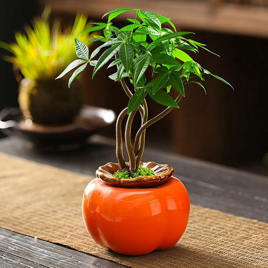 Soliflore Forme Kaki Fruit Exotique en Céramique présentation du modèle L avec plante verte.