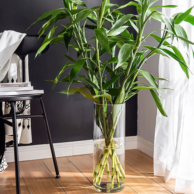 Vase Cylindrique Décoratif en Verre présentation du modèle C 40cm poser au sol avec plantes