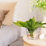 Vase Petit Cube Décoratif Transparent - Vignette | Vase Cute