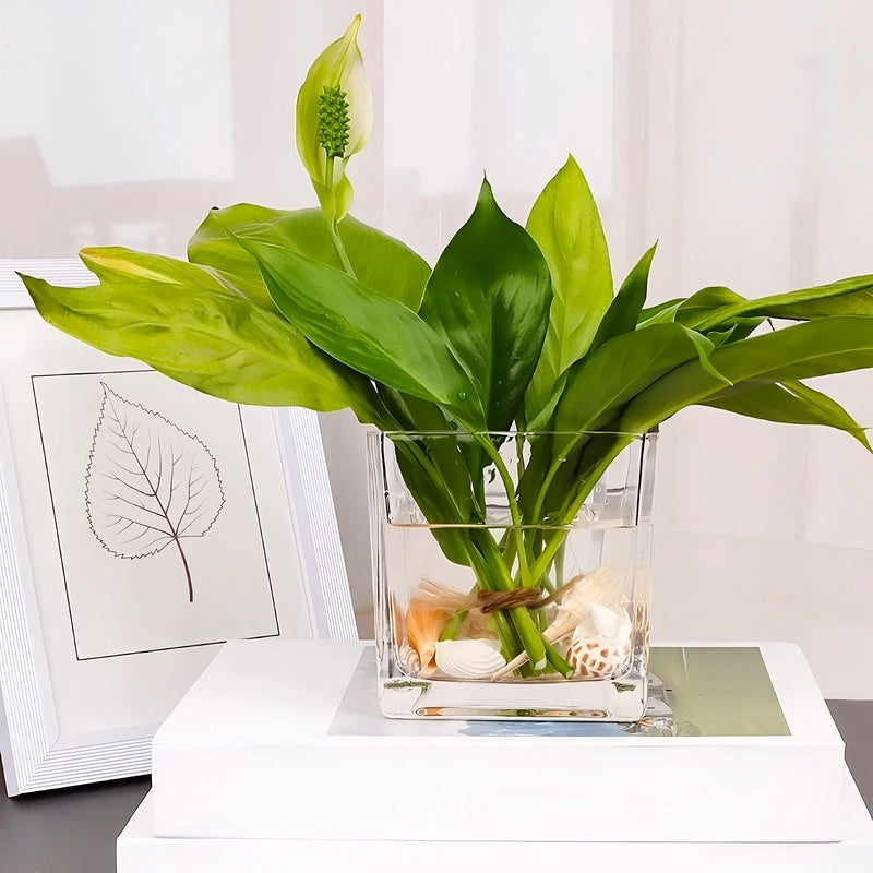 Vase Petit Cube Décoratif Transparent, présentation avec plante verte sur une pile de livres.