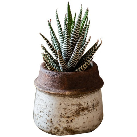 Vase style ancien géométrique bicolore en Céramique Style F avec plante