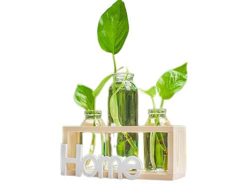 Petit vase soliflore cadre Home en Verre & bois Home présentation modèle Bois  avec plantes vertes